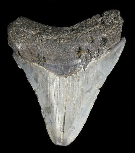 Juvenile Megalodon Tooth - Serrated Blade #56632